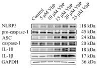IL18 Antibody - Figure 1
VbP induces pyroptosis in THP-1 macrophages.