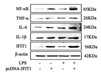 NF-kB p65 Antibody - FIG.