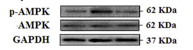 AMPK alpha Antibody - Fig.