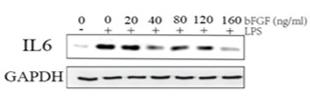 IL6 Antibody - Figure 3
Effect of bFGF on LPS-stimulated DPSCs.