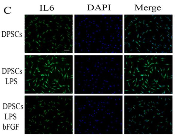 IL6 Antibody - Figure 3
Effect of bFGF on LPS-stimulated DPSCs.