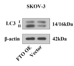 LC3A/B Antibody - Fig.