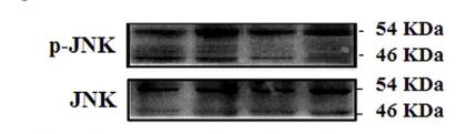 Phospho-JNK1/2/3 (Thr183+Tyr185) Antibody - Fig.