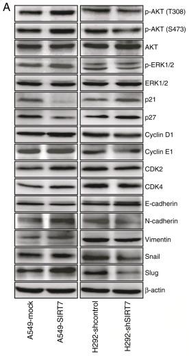 Phospho-AKT1/2/3 (Ser473) Antibody - Figure 5.