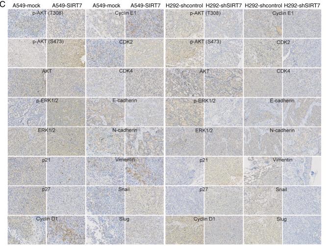 Phospho-AKT1/2/3 (Ser473) Antibody - Figure 5.