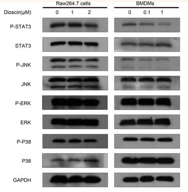 STAT3 Antibody - FIGURE 5
Dioscin down‐regulated STAT3 and JNK signalling pathways in macrophages.