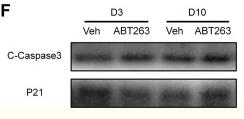 Bcl-2 Antibody - Figure 4
LINP1 knockdown affects the cell cycle apoptosis.
