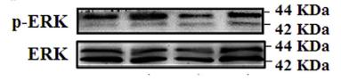 ERK1/2 Antibody - Fig.