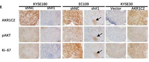 Phospho-AKT1/2/3 (Ser473) Antibody - FIGURE 5
PI3K/AKT signalling pathway was regulated by AKR1C2.