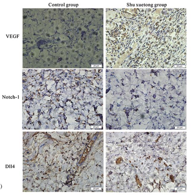 VEGFA Antibody - FIGURE 4.
