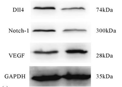 VEGFA Antibody - FIGURE 5.