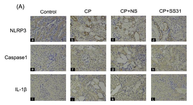 NLRP3 Antibody - Fig.