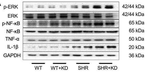 TNF alpha Antibody - Fig.