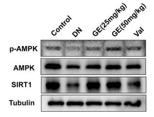 AMPK alpha Antibody - Fig.