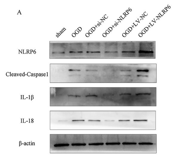 IL1 beta Antibody - Fig.