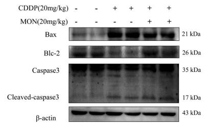 Bcl-2 Antibody - Fig.