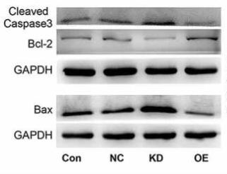 Bcl-2 Antibody - Figure 4.