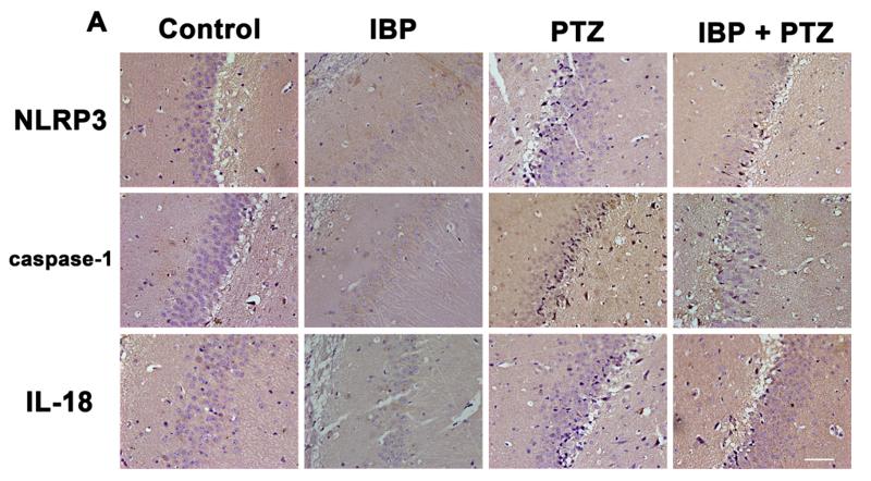 Caspase 1 Antibody - Fig.