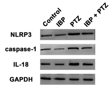 Caspase 1 Antibody - Fig.