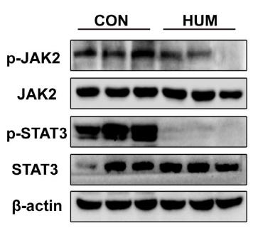 STAT3 Antibody - FIGURE 5 Uric acid directly induces SREBP-1c activation and JAK2/STAT3 pathway inhibition in vivo.