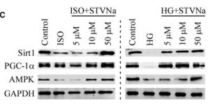 AMPK alpha Antibody - Figure 4
Isosteviol sodium stimulates silent information regulator transcript‐1 (SIRT1) activation following treatment with isoprenaline or high glucose in H9c2 cells.