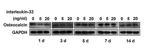 Osteocalcin Antibody - Fig.