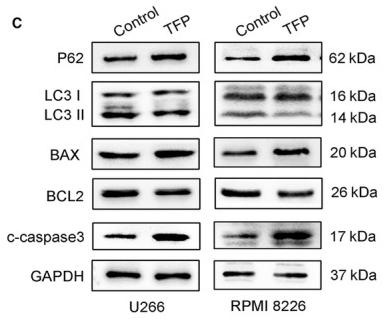 Bcl-2 Antibody - Fig.