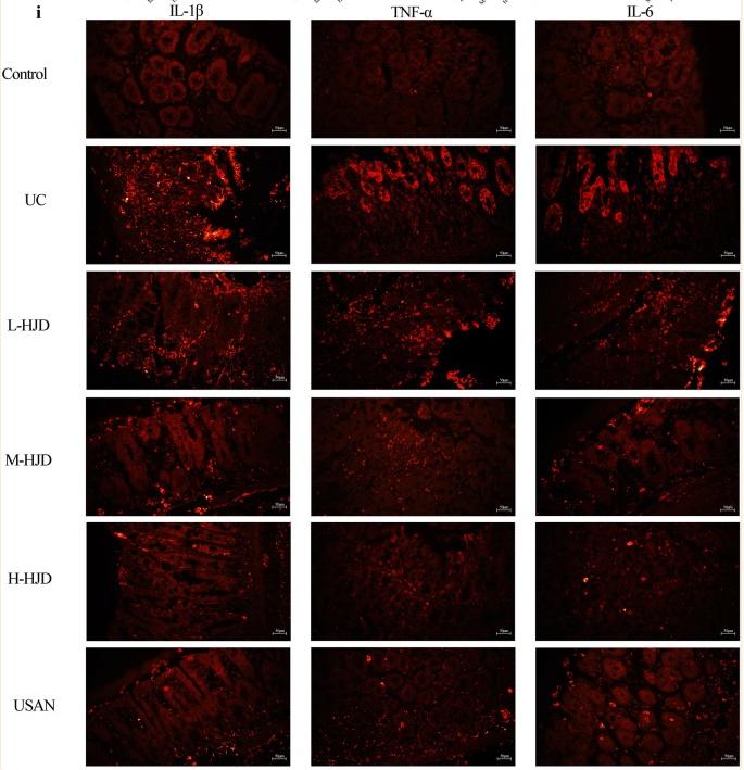 TNF alpha Antibody - Fig.
