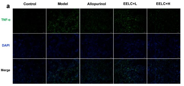 TNF alpha Antibody - Fig.