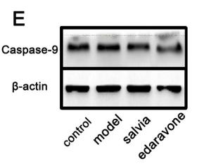 Cleaved-Caspase 9 (Asp353) Antibody - Fig.