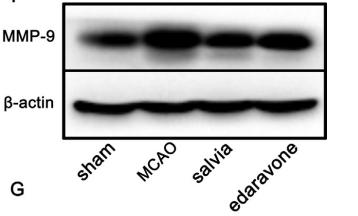 MMP9 Antibody - Fig.