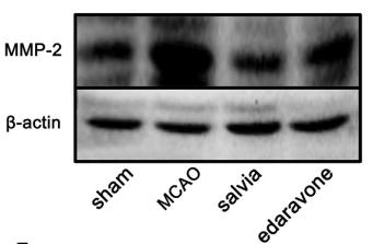 MMP2 Antibody - Fig.