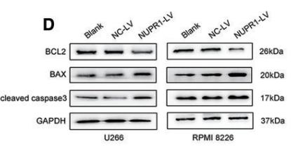 Bcl-2 Antibody - FIG.