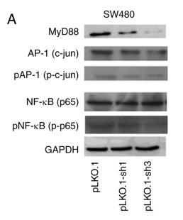 NF-kB p65 Antibody - Figure 6
Western blot analysis revealed that the silencing of MyD88 markedly inhibited the expression NF-κB (p65), p-NF-κB (p-p65), AP-1 (c-jun) and p-AP-1 (p-c-jun) protein in the SW480 and HCT116 cells.