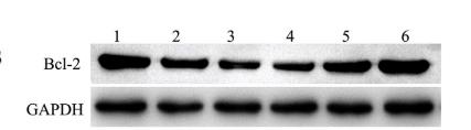 Bcl-2 Antibody - Fig.
