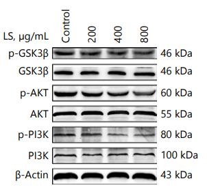 PI3K p85 alpha Antibody - Fig.
