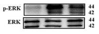 ERK1/2 Antibody - Fig.