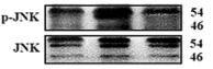 Phospho-JNK1/2/3 (Thr183+Tyr185) Antibody - Fig.