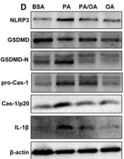 Cleaved-IL-1 beta (Asp116) Antibody - Fig.