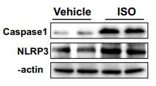 Caspase 1 Antibody - Fig.