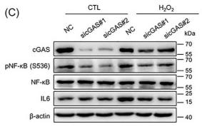 IL6 Antibody - Figure 2.