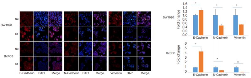N Cadherin Antibody - Figure 6 | Knock down of lncRNA ELFN1-AS1 inhibited EMT.