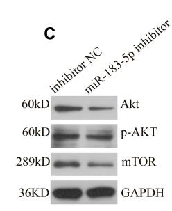 Phospho-AKT1/2/3 (Ser473) Antibody - Figure 6| mRNA and protein expression levels of genes related to Akt/mTOR in HepG2 cells transfected with miR-183-5p inhibitor and mimics.