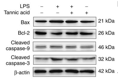 Cleaved-Caspase 9 (Asp353) Antibody - Figure 2.