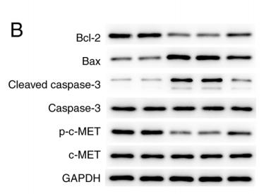 Bcl-2 Antibody - Figure 4.