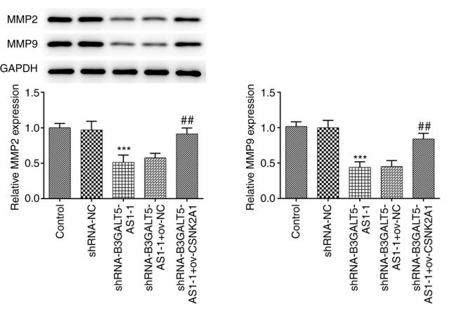 GAPDH Antibody - Figure 3.