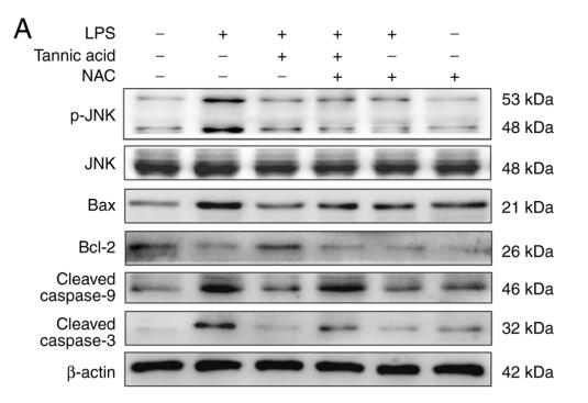 Bcl-2 Antibody - Figure 6.