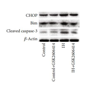 DDIT3/CHOP Antibody - Figure 3:| GSK2606414 reduced the activation of caspase-3 via mitochondria-dependent apoptosis.