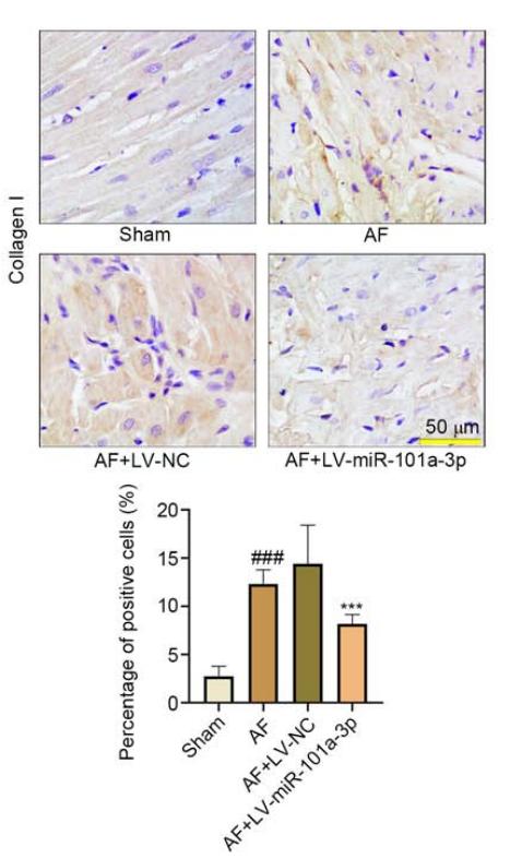 Collagen I Antibody - Figure 4.
