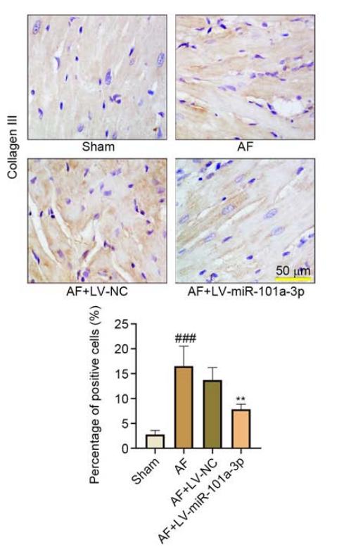 Collagen III Antibody - Figure 4.